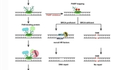 Targeting DNA repair pathways: mechanisms and potential applications in cancer therapy