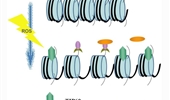 TIP60 recruits SUV39H1 to chromatin to maintain heterochromatin genome stability and resist hydrogen peroxide-induced cytotoxicity