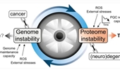 Locked in a vicious cycle: the connection between genomic instability and a loss of protein homeostasis