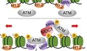 Regulation of DNA damage-induced ATM activation by histone modifications