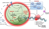 Inflammation-associated genomic instability in cancer