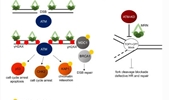 ATM, DNA-PKcs and ATR: shaping development through the regulation of the DNA damage responses