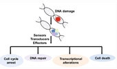 Ubiquitin and the DNA double-strand break repair pathway