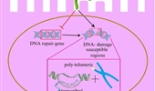 Helicobacter pylori infection induced genome instability and gastric cancer