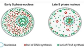 The prevention and resolution of DNA replication–transcription conflicts in eukaryotic cells