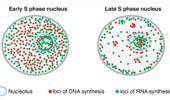 Genome Instability & Disease Volume 1. Issue 3 简介