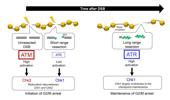 Genome Instability & Disease Volume 1. Issue 4 简介