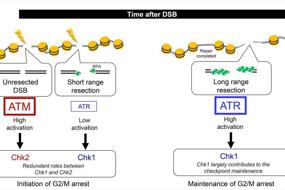 DNA double-strand break end resection: a critical relay point for determining the pathway of repair and signaling