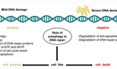 Autophagy and DNA damage repair