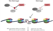 Deacetylation of a deacetylase drives the DNA damage response