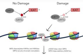 Deacetylation of a deacetylase drives the DNA damage response