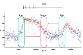 The impact of transcription-mediated replication stress on genome instability and human disease