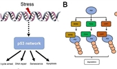 Deciphering p53 dynamics and cell fate in DNA damage response using mathematical modeling