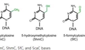 The epigenetic DNA modification 5-carboxylcytosine promotes high levels of cyclobutane pyrimidine dimer formation upon UVB irradiation