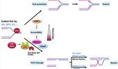 The emergence of a unified mechanism in the Fanconi anemia pathway