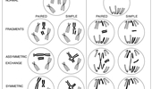 Chromosome instability induced by mutations in TAD anchors leads to tumors