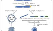 Genome Instability & Disease Volume 2. Issue 5 简介