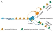 Chromatin replication and parental histone allocation