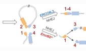 Repair of programmed DNA lesions in antibody class switch recombination: common and unique features