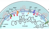 Nuclear envelope integrity, DNA replication, damage repair and genome stability