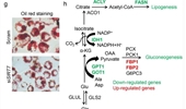 SIRT7–SREBP1 restrains cancer cell metabolic reprogramming by upregulating IDH1