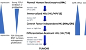 Human papillomavirus-mediated carcinogenesis and tumor progression