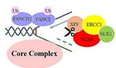 Fanconi anemia pathway and its relationship with cancer