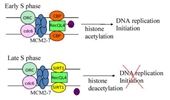 Regulation of Rothmund–Thomson syndrome protein RecQL4 functions in DNA replication by SIRT1-mediated deacetylation