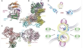 The activation mechanisms of master kinases in the DNA damage response