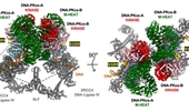 Structural insights into the role of DNA-PK as a master regulator in NHEJ