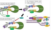 Roles of Claspin in regulation of DNA replication, replication stress responses and oncogenesis in human cells