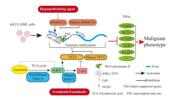 Genome Instability & Disease Volume 3. Issue 4 简介