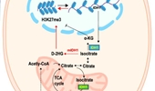 Synthetic lethality in personalized cancer therapy