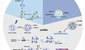 Drops in the cell ocean: new roles for non-coding RNAs in liquid–liquid phase separation