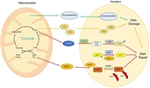 Role of mitochondria in nuclear DNA damage response