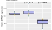 DYNLL1 transcript abundance decreases during oocyte and follicular growth and is associated with fertility in mice