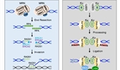 PRMT1 and PRMT5: on the road of homologous recombination and non-homologous end joining