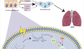 Genome Instability & Disease Volume 3. Issue 6 简介