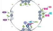 Biological function and regulation of histone 4 lysine 20 methylation in DNA damage response