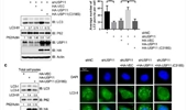 Ubiquitin carboxyl-terminal hydrolase 11 promotes autophagy by de-ubiquitinating and stabilizing Beclin-1