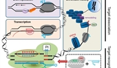 Target residence of Cas9: challenges and opportunities in genome editing