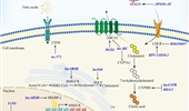 Long non-coding RNAs regulate fatty acid and cholesterol metabolism