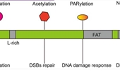 DNA-PKcs post-translational modifications and associated diseases