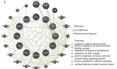 Identification of a novel inflammation-related gene signature for predicting inflammatory breast cancer survival