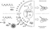 Common hotspots of cancer chemotherapy