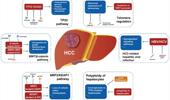 Major genomic mutations driving hepatocellular carcinoma