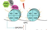 Genome Instability & Disease Volume 4. Issue 1 简介