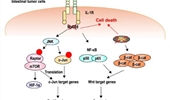 Synthetic lethality in personalized cancer therapy