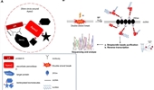 Proximity RNA labeling reveals functions of lncRNA in DNA damage response