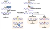 PARP molecular functions and applications of PARP inhibitors in cancer treatment